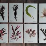 The Wonders of Seaweed